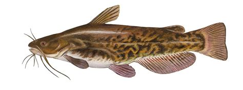 Bullhead Catfish | The Bullhead Catfish Is A Native Freshwater Fish