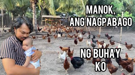 PAANO NABAGO NG MANOK ANG BUHAY KO YouTube