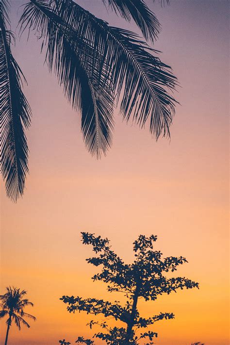 Sunset Silhouette Palm Tree