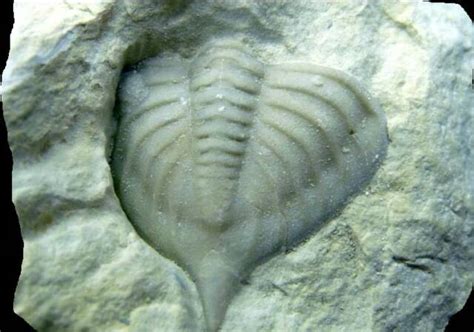 Trilobitessilurian