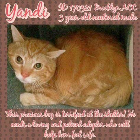 Purr On Twitter Rt Ngremmy Urgent Nyc Nycacc Cats Yandi