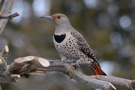 10 Species Of Woodpeckers In Michigan 2023 Pictures