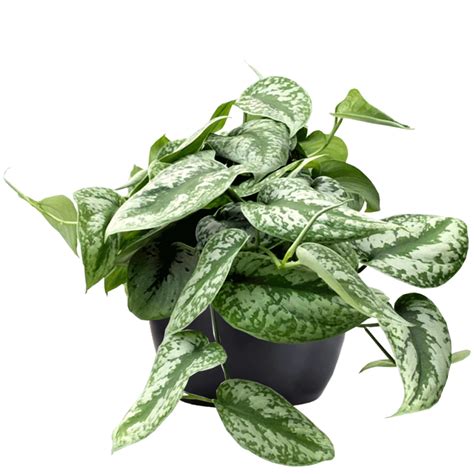 Pothos Silver Splash Phillip S Interior Plants Displays