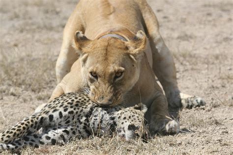 Lion eating a leopard : r/natureismetal