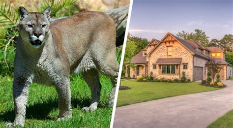 Una Mamma Ha Affrontato A Mani Nude Un Puma Che Aveva Attaccato Il Figlio Di 5 Anni