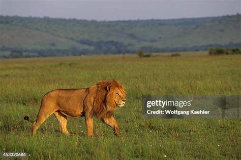 541 Stalking Lion Stock Photos High Res Pictures And Images Getty