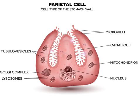 Parietal Cell Secreting Stock Vector Illustration Of Cell 84985733