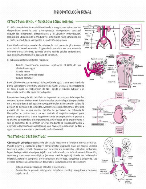 Solution Fisiopatologia Renal Studypool