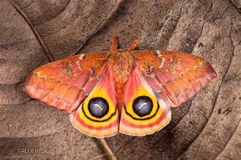 17 Best Images About Butterflies And Moths On Pinterest Tirol Irises