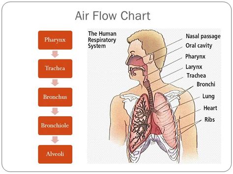 Respiratory System Flow Chart