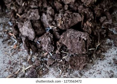 Cow Dung Organic Fertilizer Stock Photo 1273563472 | Shutterstock