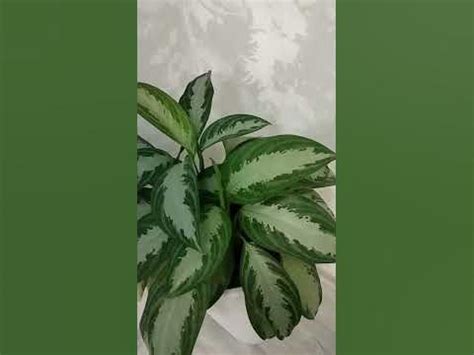 Аглаонема Сильвер Бей. - YouTube
