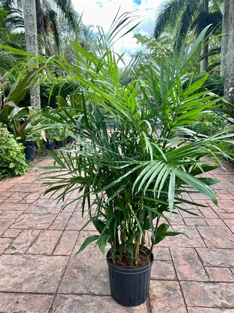 Bamboo Palm 10 Pot Chamaedorea Seifrizii 60 Box Etsy