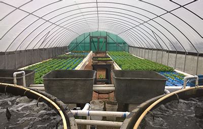 New Aquaponics Publications Help Hobbyists, Commercial Growers | News