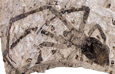 #FossilFriday: A crazy large Spider Fossil