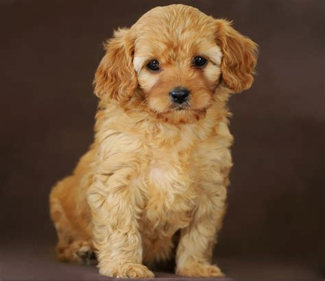 The Ultimate Cavoodle Guide Behaviour Personality Common Issues