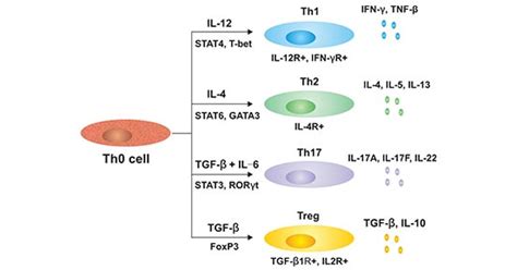 Get An Overview Of Th1 Cytokines Cusabio