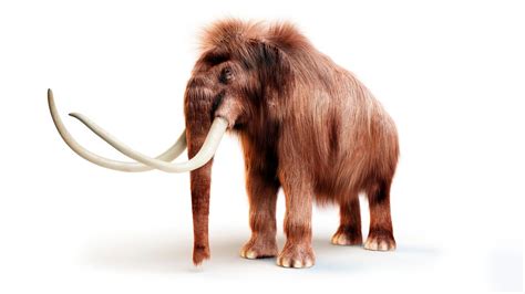 The Map of Tusks: A Tell All of A Woolly Mammoth’s Life | Latest ...