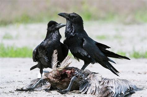 Common Ravens Feeding On A Dead Pelican Photograph by Christopher Swann ...