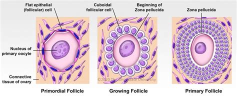 The ovary – Veterinary Histology