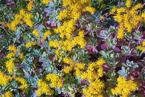 Yellow Flowers Of Sedum Stonecrop Sedum Palmeri Stock Photo Image Of