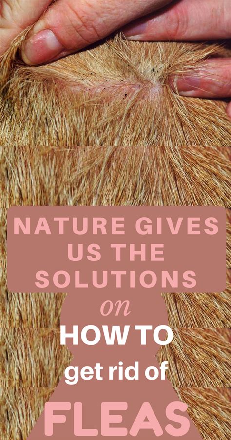 Nature Gives Us The Solutions On How To Get Rid Of Fleas Kill Fleas On