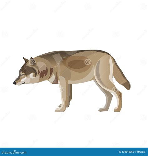 Gray Wolf Standing Stock Vector Illustration Of Nose