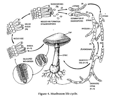 Microbiolog A Reproducci N De Hongos