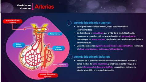 LA HIPOFISIS ANATOMIA PPT