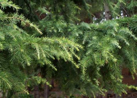 Шишки кедра ливанского фото – описание шишек. Как выглядит кедр из ...