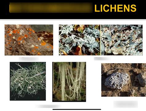 Lichens Heteromerous Lichens Diagram Quizlet