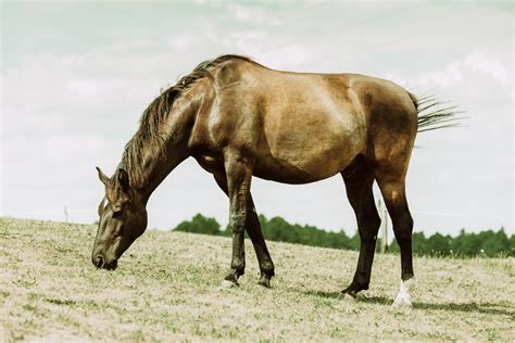 Bone Spavin in Horses: Symptoms, Treatment & Management | Mad Barn