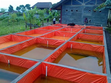 Pembesaran Ikan Lele Di Kolam Terpal