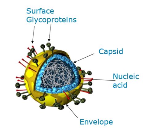 Introduction To Viruses Flashcards Quizlet