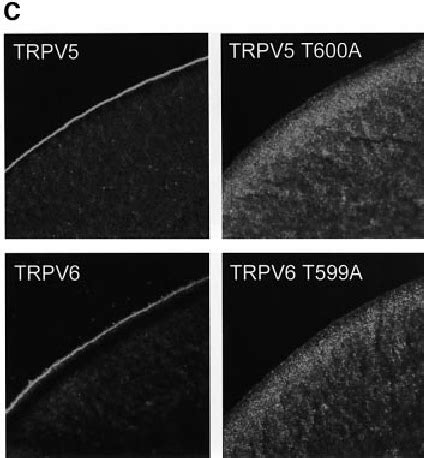 Activity And Subcellular Localization Of TRPV5 And TRPV6 With A Mutated