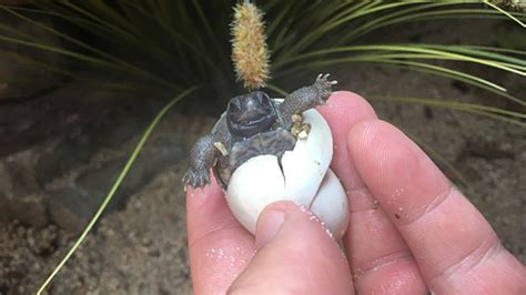 Arrestan A Dos Hombres Por Robar Más De 500 Huevos De Tortuga En Florida Infobae