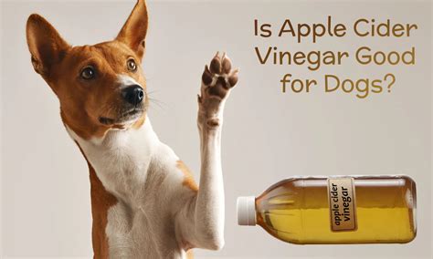 Is Apple Cider Vinegar Good For Dogs The Coconut Mama