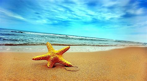 Estrella De Mar En La Playa Best Hd Wallpapers