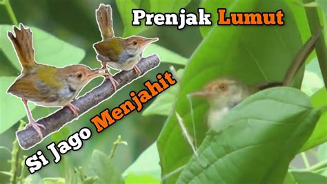 Prenjak Lumut Burung Yang Jago Menjahit Youtube