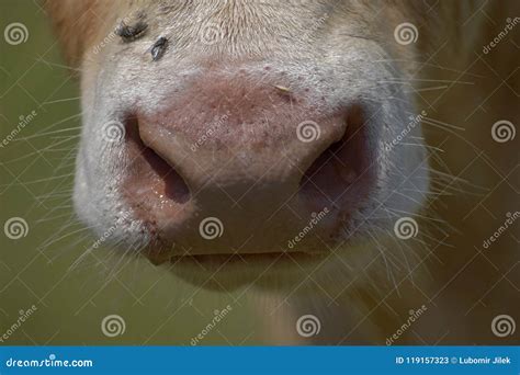 Beef Cattle Cows Close Up Of A Cow`s Nose Stock Image Image Of Nature Dairy 119157323