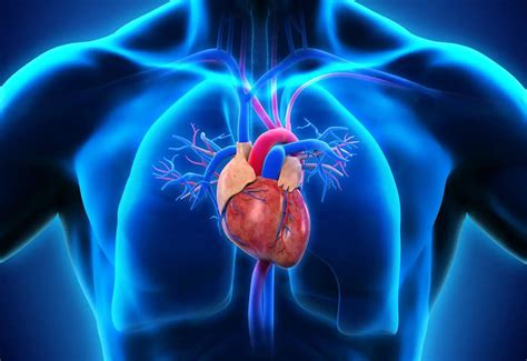 Where Is The HEART Located Within The Human Body? According To Science..