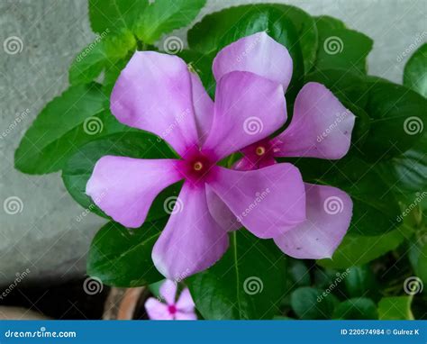 Pink Vinca Rosea Flower Or Lochnera Rosea Flower Catharanthus Roseus