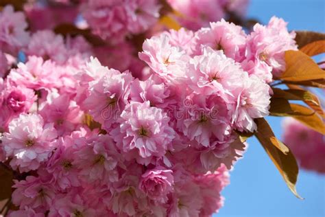 Prunus Serrulata Rbol Japon S De Cerezo Doble Cultivo De Flor Llamado