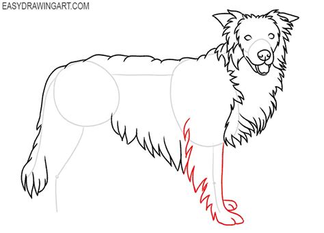 How To Draw A Border Collie Easy Drawing Art