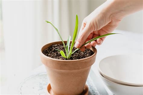 Comment Propager Les Plantes Araign Es Les Meilleures M Thodes