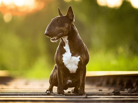 Brown English Bull Terrier