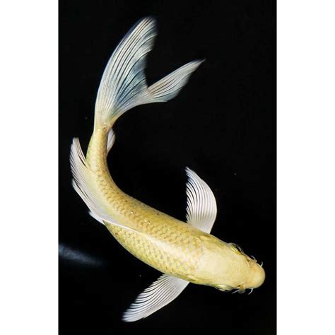 Imported Yamabuki Ogon Butterfly Koi Koi Fish For Sale