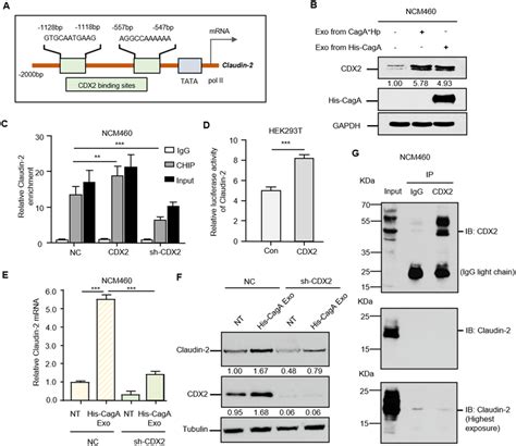 CagA Activates CDX2 To Transcriptionally Upregulate Claudin 2