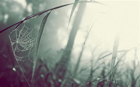 🔥 67 Spider Web Backgrounds Wallpapersafari