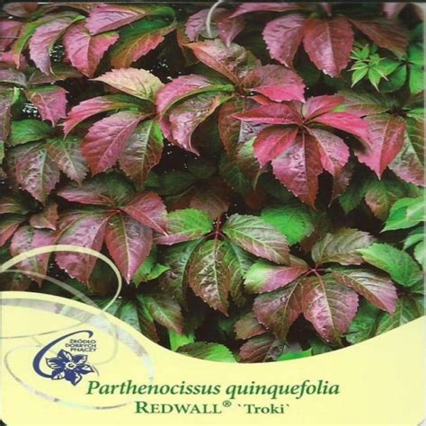 Winobluszcz pięciolistkowy REDWALL TROKI Parthenocissus quinquefolia